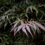 A maple tree hovers above the driveway of the Everett home. (Ian Terry / The Herald)
