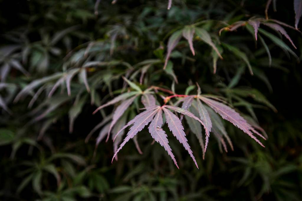 A maple tree hovers above the driveway of the Everett home. (Ian Terry / The Herald)