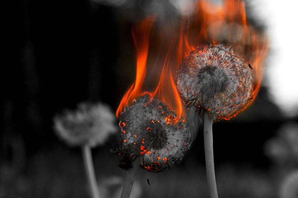 Burning Wishes. Light dandelions on fire and watch them disappear.