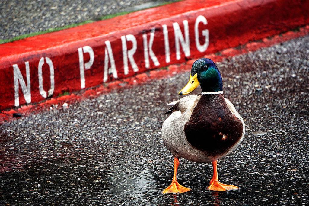 No Parking Duck. Waterfowl at the Everett waterfront.