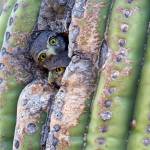Within days of leaving the nest, cavity nesting owls, like these rare Cactus Ferruginous Pygmy-Owls, spend a great deal of time peering out of their nest cavities. (Paul Bannick)