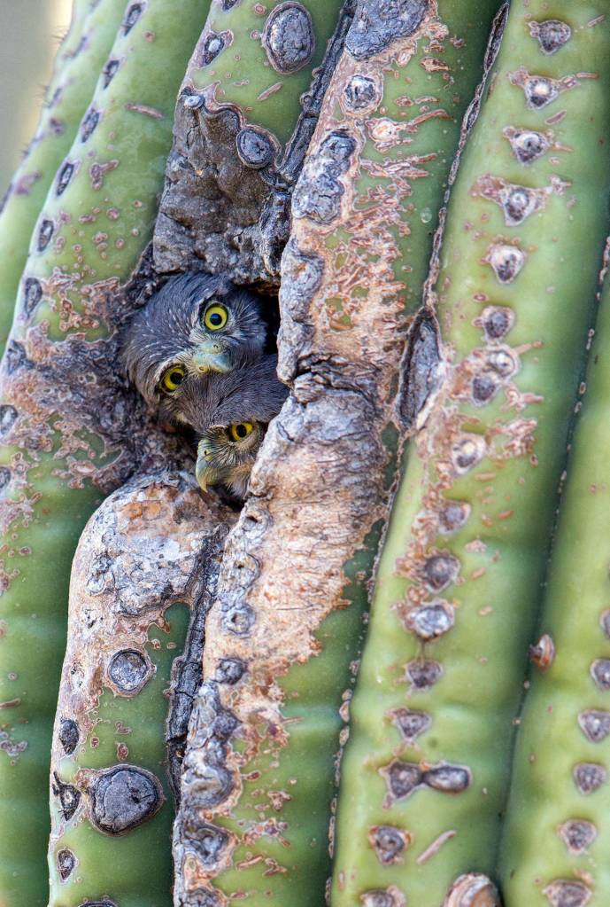 Within days of leaving the nest, cavity nesting owls, like these rare Cactus Ferruginous Pygmy-Owls, spend a great deal of time peering out of their nest cavities. (Paul Bannick)