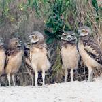 Nine juvenile Burrowing Owls engage one another outside of their burrow. (Paul Bannick)