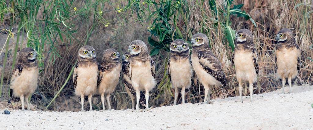 Nine juvenile Burrowing Owls engage one another outside of their burrow. (Paul Bannick)