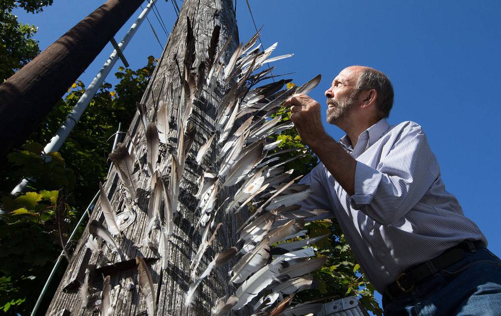 Jerry Gay has been putting feathers, found in a church parking lot, into a unused power pole on Madison Street in Everett for the past two years. (Andy Bronson / The Herald)