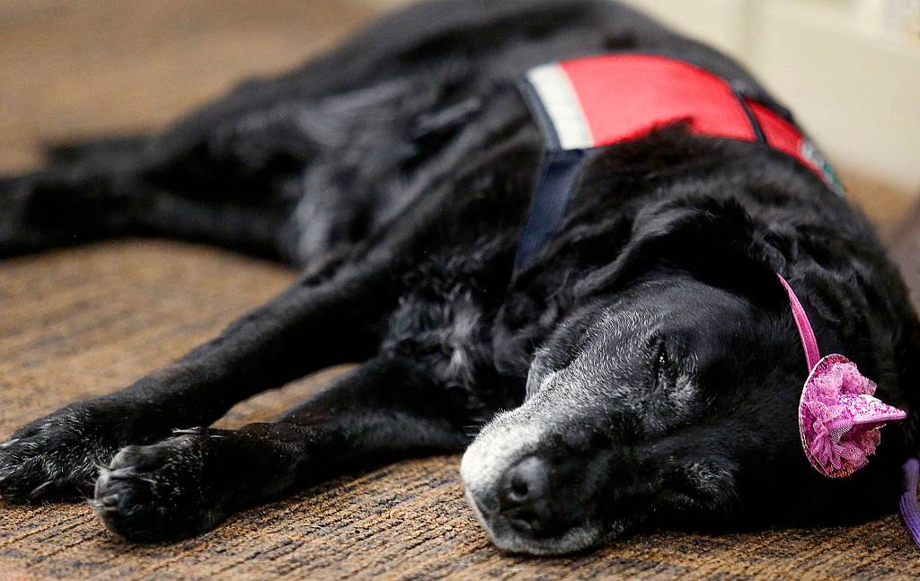 Twelve-year-old Carmen, a therapy dog who has worn that sparkly party hat all day and heard enough childrens books read by kids to last a lifetime, enjoys a momentary break from the action at her retirement celebration Sept. 26 at the Mukilteo Library. (Dan Bates / The Herald)