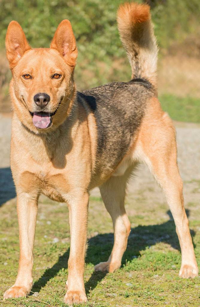 Harold is a very active guy looking for a home that is committed to training him. He has developed some bad habits such as marking and chewing household items when he becomes bored. Any children in Harolds new home should be over 13 years old and able to participate in his training. He will need a meet-and-greet with any resident canines prior to adoption. His new home needs to be feline free. Harold is known to be quite an escape artist so he cannot be left alone outside or he will find a way to seek his own adventures. (Curt Story/Everett Animal Shelter)