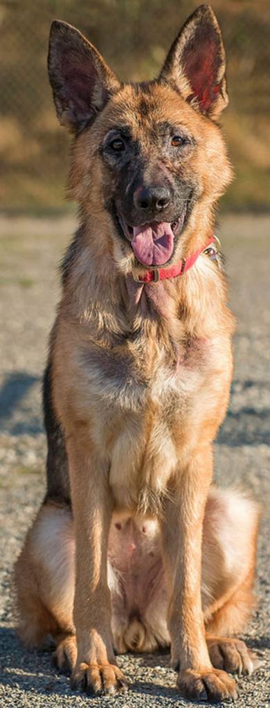 Raven arrived at the shelter with a very significant skin infection that was caused most likely by skin allergies. She has been on treatment here for quite awhile and is now ready to move on to a home that will continue this treatment. She is a beautiful dog with lots of potential. She will need an adult home without any felines. She seems to do OK with other dogs but will need to meet them first. Please make sure before adding this lady to your family that you have the financial resources and commitment to provide her everything she needs. (Curt Story/Everett Animal Shelter)