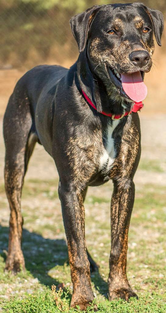 Winston is our wild child! He is super active with a heart of gold. This guy is in need of training and plenty of daily exercise and activities. He is not suited for any type of apartment living  he would not be happy and neither would his neighbors. He has done OK with other dogs here but will need a meet-and-greet. Winston is sure to chase cats so he will need a feline-free home. He does not realize how big he is and will knock small children over in all his exuberance! (Curt Story/Everett Animal Shelter)