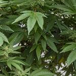 The state gets an earful on legalizing home-grown marijuana
