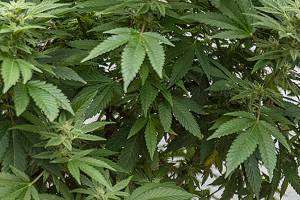 The state gets an earful on legalizing home-grown marijuana