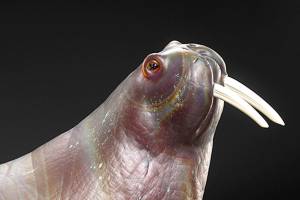 Well-known glass artist to show at Museum of Northwest Art