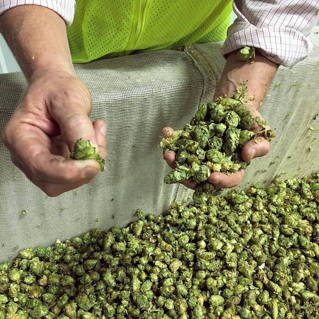 A worker at Hopsteiner Hop Farm holds up a handful of hops. (Aaron Swaney/For The Herald)