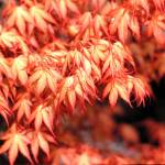 The Katsura Japanese maple develops some of the best spring and fall foliage color of the popular small trees. (Great Plant Picks)