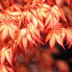 Great Plant Pick: Acer palmatum ‘Katsura,’ Katsura Japanese maple