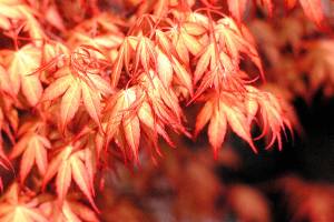 Great Plant Pick: Acer palmatum ‘Katsura,’ Katsura Japanese maple