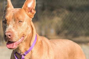 Trey knows sit, shake, lay down and stay.