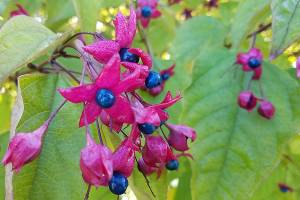 Plant of Merit: Clerodendrum trichotomum, harlequin glorybower