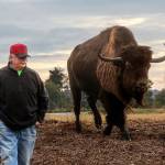 Paul Brandal, 64, walks with his 25-year-old bison Wobble across a portion of his 70-acre farmbetween Ebey Sloughand Sunnyside Boulevard on Monday afternoon. He just knows me, Brandal says about the 1,800-pound animal. He follows me around like a puppy. (Dan Bates / The Herald)