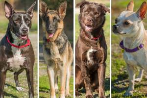 Fur & Feathers: 4 lovable dogs need homes