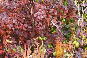 Great Plant Pick: Physocarpus opulifolius ‘Diabolo,’ purple-leaf ninebark