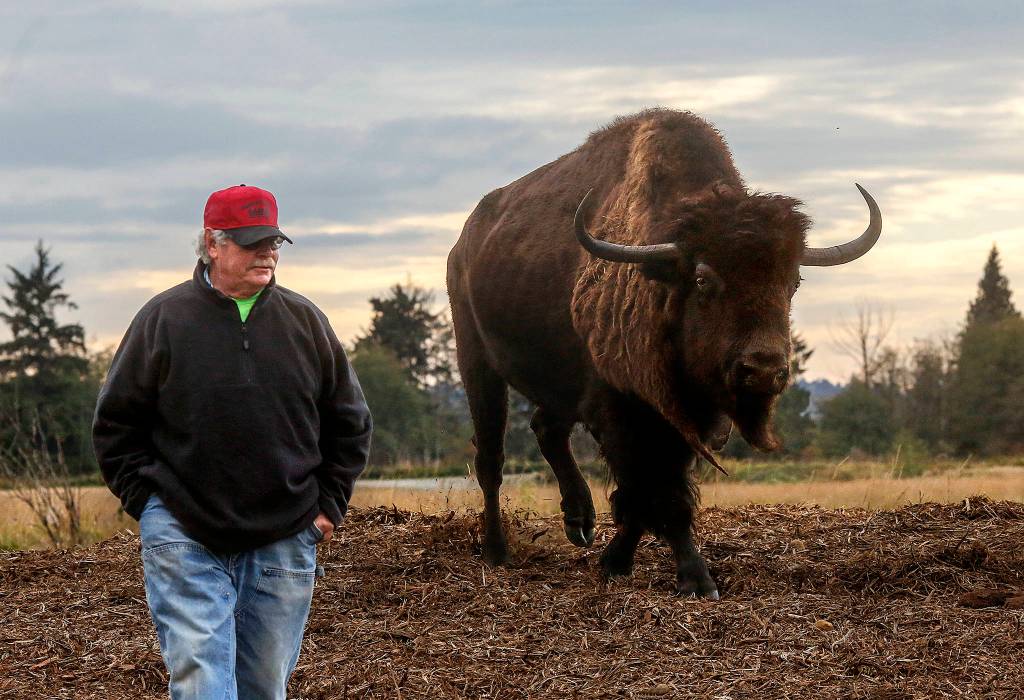 Paul Brandal, 64, walks with his 25-year-old bison, Wobble, across a portion of his 70-acre farm between Ebey Slough and Sunnyside Boulevard . He just knows me, Brandle says about the 1,800-pound animal. He follows me around like a puppy. (Dan Bates / The Herald)