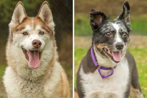 Fur & Feathers with 2 lovable dogs