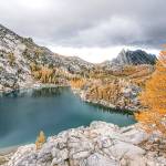 You may have heard larch in Washington called tamarack, but that is actually the name for a different species that grows on the East Coast. The larches shown here are in the Alpine Lakes Wilderness. (Photo by Angela Bohlke)