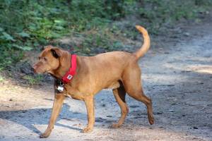 Pet company that invented retractable leash wins $10,000 from PayPal