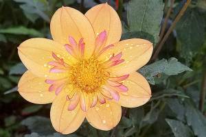 Plant of Merit: Dahlia ‘Kelsey Annie Joy,’ an orange collarette