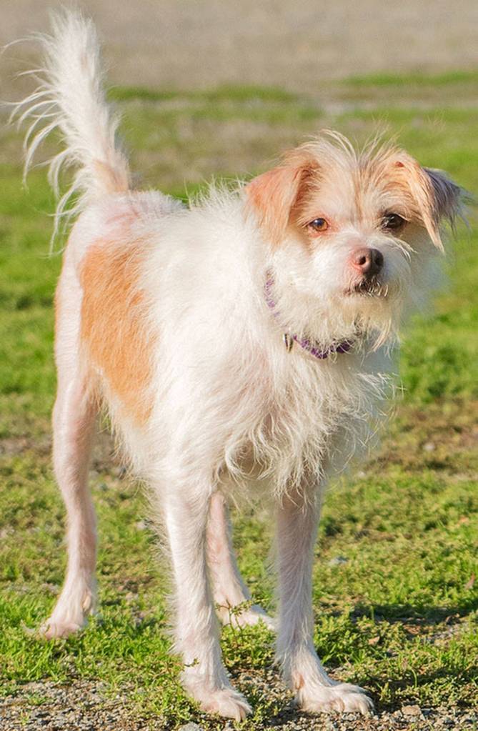 Noel is all terrier! He is very tenacious and opinionated and a love when things go his way. He came to us with a skin infection but has recovered nicely. He will need an adult home that is free of felines. Noel is selective of his doggy friends so will need a meet-and-greet. He needs time to adjust to new situation and a patient owner with terrier experience. (Curt Story/Everett Animal Shelter)