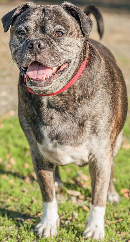 Tank is here looking for his final retirement home. This heavy, stout little dog is very friendly and active. He loves going for walks and meeting new people. He gets along with other dogs but will need a meet-and-greet with any resident canines. (Curt Story/Everett Animal Shelter)