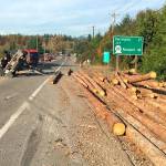 Logs vs. cattle in Highway 530 accident near Arlington