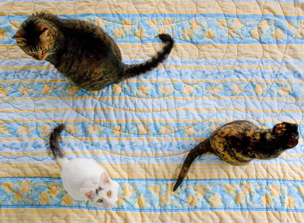 Many cats such as these are ready for adoption at Purrfect Pals in Arlington. (Michael OLeary / The Herald)