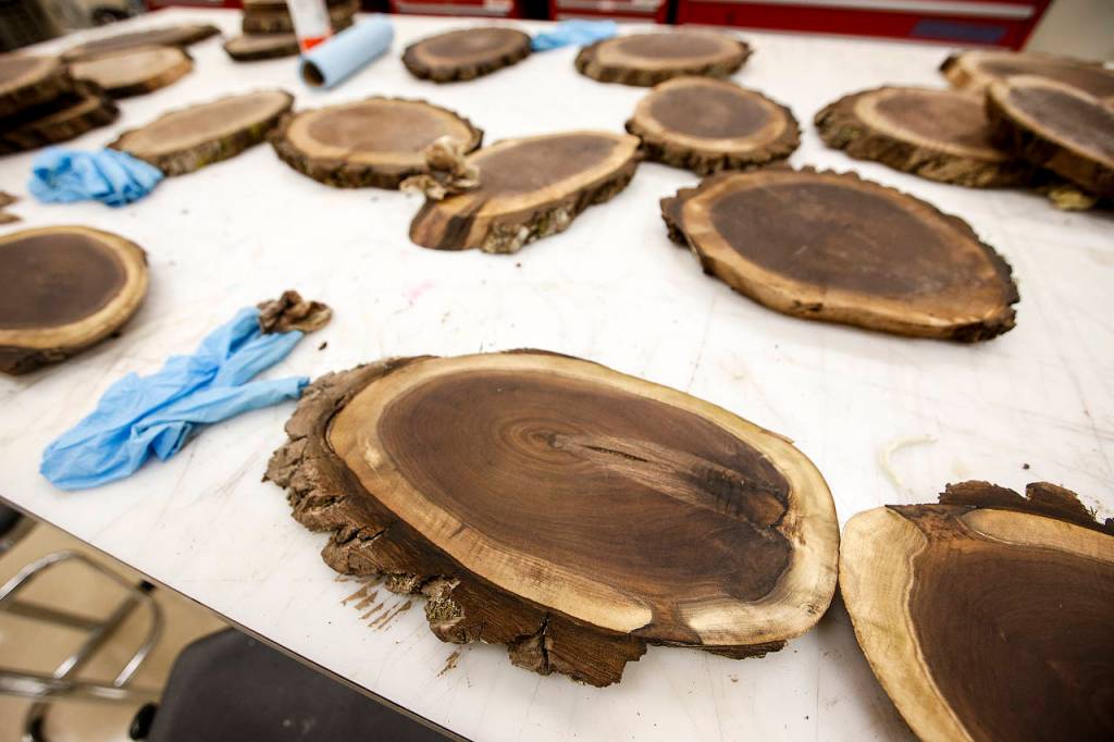 Stained cuts of wood from a walnut tree are seen at Snohomish High School on Thursday, Nov. 2. (Ian Terry / The Herald)