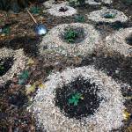 Indigenous plants are seen after being planted by volunteers as part of Green Everett Day at Forest Park on Saturday, Oct. 28. (Ian Terry / The Herald)
