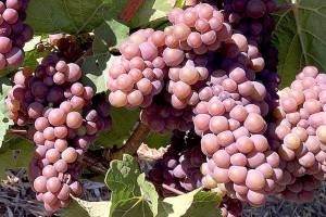 Pinot gris overtakes chardonnay as top white grape of Oregon