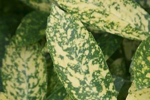 Great Plant Pick: Aucuba japonica ‘Mr. Goldstrike,’ Japanese aucuba