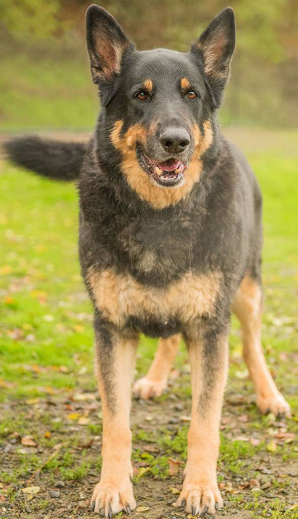 Kaiser is a cool guy looking for a home. He has never lived with kids, but seems to do well with them. Children in the house must be 8 or older. He has lived with cats and seems to enjoy them. A meet-and-greet with any resident dogs will be necessary. Overall, this is a great dog who needs a loving home. (Curt Story/Everett Animal Shelter)