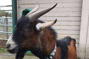 Inhumanely castrated goat, found near Arlington; owner sought