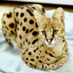 An African serval cat rescued from the streets of Reading, Pennsylvania, by the Animal Rescue League of Berks County. ( Tim Leedy/Reading Eagle via AP)