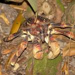 Coconut crabs grow to the size of dogs and climb trees. (Wikipedia)