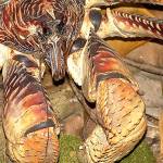 Coconut crabs can grow up to 3 feet — and hunt birds