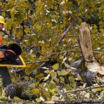 Snohomish Public Works Signal Technician/Electrician Jason Hendershot picks up a broken stop signal on the intersection of Seattle Hill Road and 35th Ave NE, after a tree fell, taking out the signal, on Monday in Mill Creek. (Andy Bronson / The Herald)