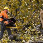 Snohomish Public Works Signal Technician/Electrician Jason Hendershot picks up a broken stop signal on the intersection of Seattle Hill Road and 35th Ave NE, after a tree fell, taking out the signal, on Monday, Nov. 13, 2017 in Mill Creek, Wa. (Andy Bronson / The Herald)