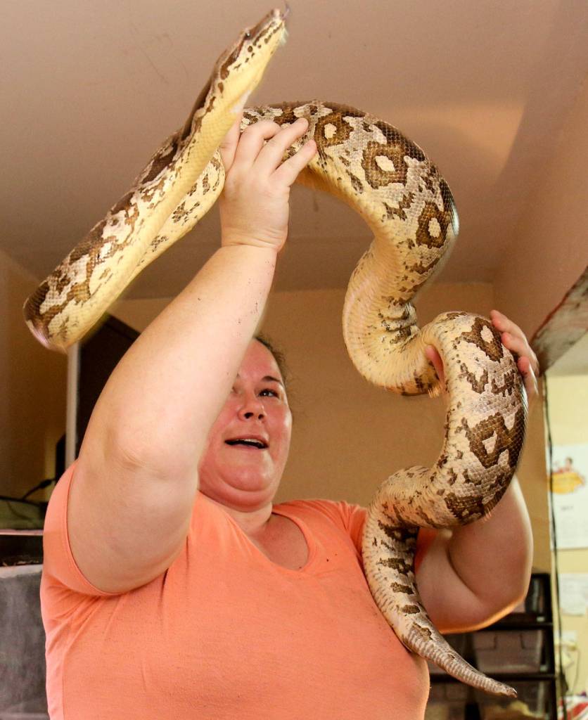 Roxanne McKinnis pulls out a dumerils boa named Sable at Arlington Reptiles. (Kevin Clark / The Herald)