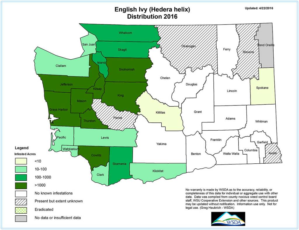 A Washington State Noxious Weed Control Board map shows estimated levels of invasive ivy statewide. (Washington State Noxious Weed Control Board)