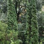 The Degroots Spire conifer, of intermediate size, is a popular choice for hedging and screening a yard. (Richie Steffen)