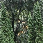 Great Plant Pick: Thuja occidentalis ‘Degroot’s Spire’