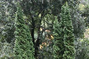 Great Plant Pick: Thuja occidentalis ‘Degroot’s Spire’